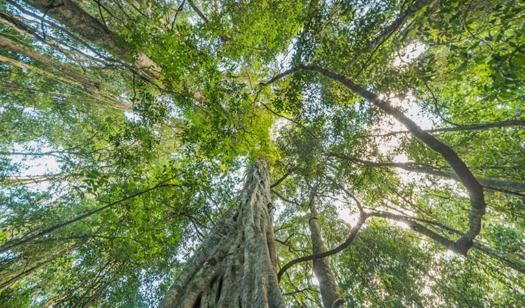 Looking up into the forest, Tooloom National Park. Photo: David Young