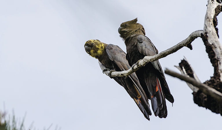 A pair of glossy-black cockatoos on tree branch. Photo: John Spencer/OEH.