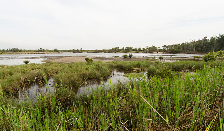 Towra Beach, Towra Point Nature Reserve. Photo: John Spencer