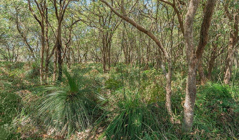 Forest, Tyagarah Nature Reserve. Photo: David Young