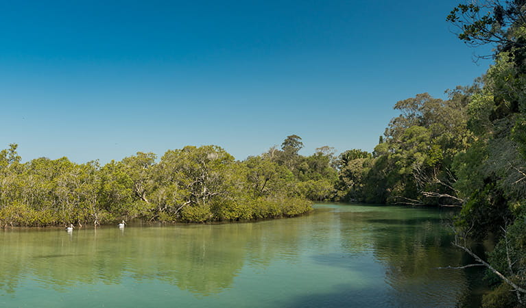 Pelicans (Pelecanus) on the river, Tyagarah Nature Reserve. Photo: David Young