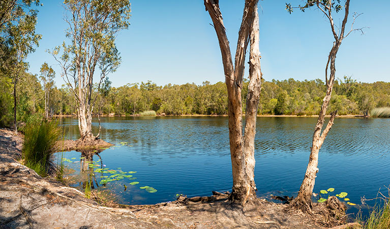 Paper bark trees (Melaleuca quinquenervia)  on the river bank. Tyagarah Nature Reserve. Photo: David Young