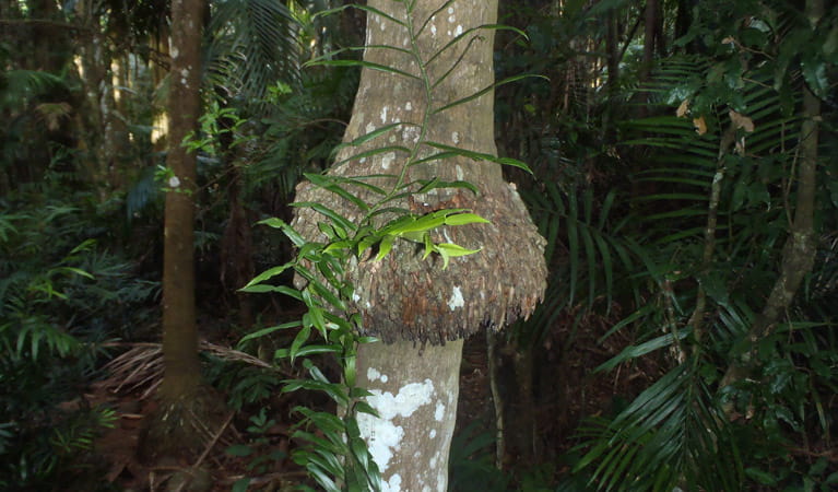 Bangalow palm (Archontophoenix cunninghamiana), Victoria Park Nature Reserve. Photo: OEH