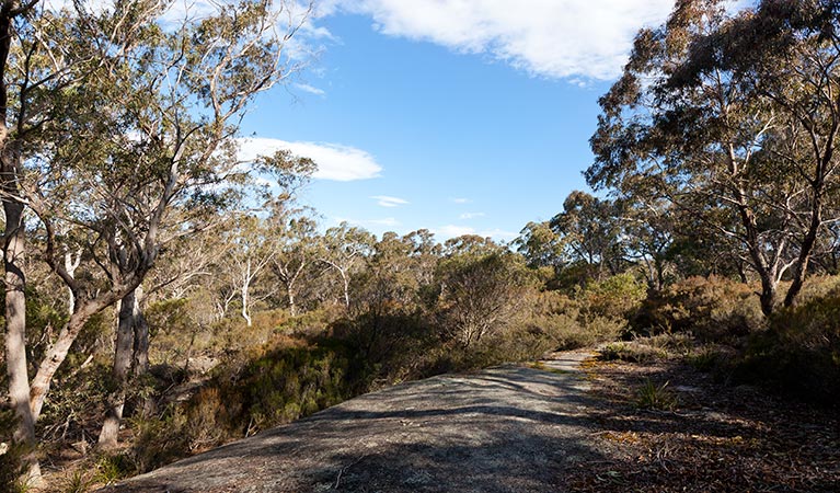 Tuross Falls walking track, Wadbilliga National Park. Photo: Lucas Boyd