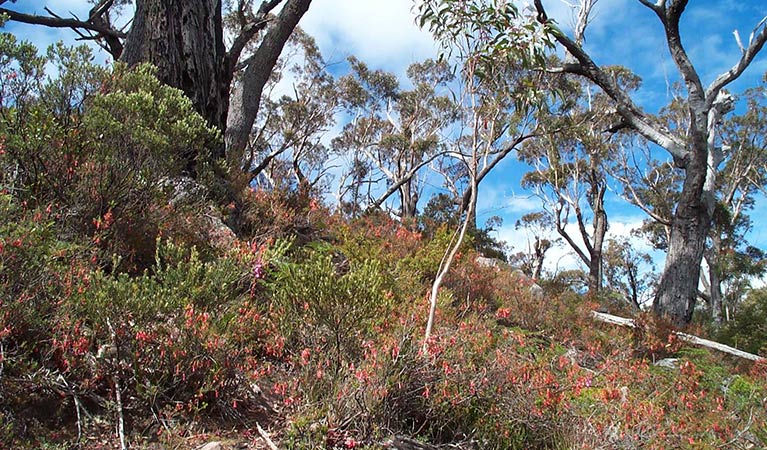 Epacris impressa, Wadbilliga National Park. Photo: Steve Douglas