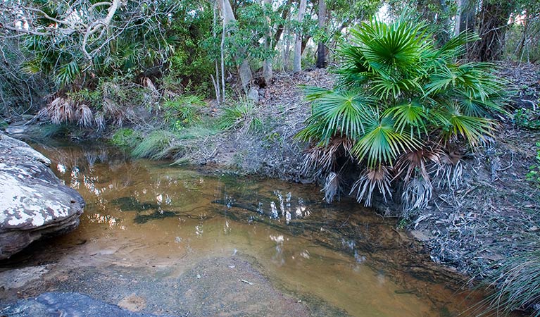 Yondeo trail, Wallarah National Park. Photo: Susan Davis