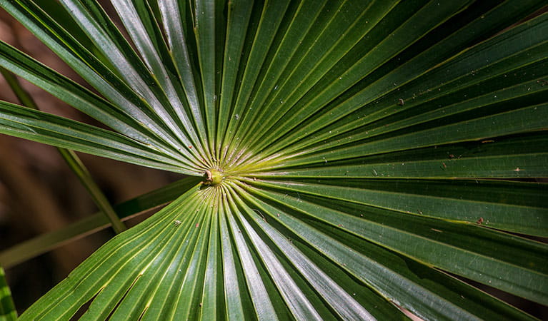 Cabbage Palm loop, Wallingat National Park. Photo: John Spencer