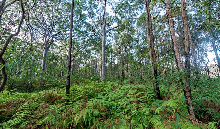 Ferns in the forest, Wallumatta Nature Reserve. Photo: John Spencer