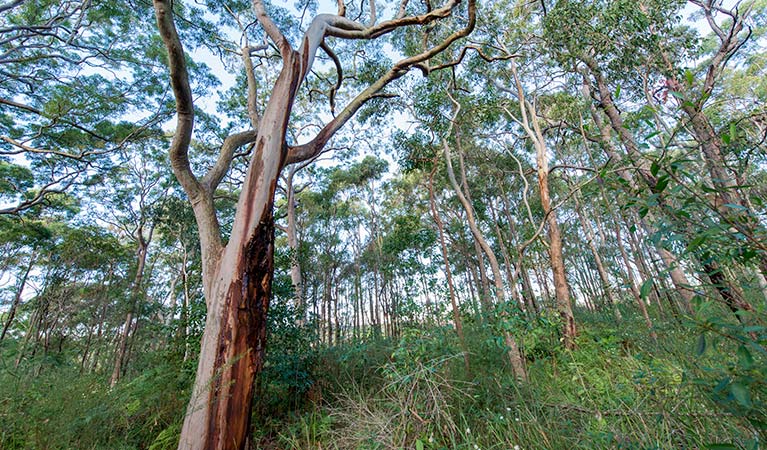 Gum tree forest, Wallumatta Nature Reserve. Photo: John Spencer