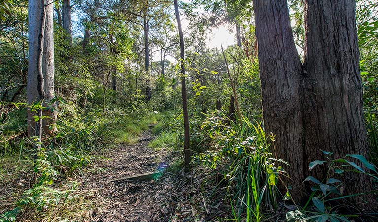 Walking track through the forest, Wallumatta Nature Reserve. Photo: John Spencer