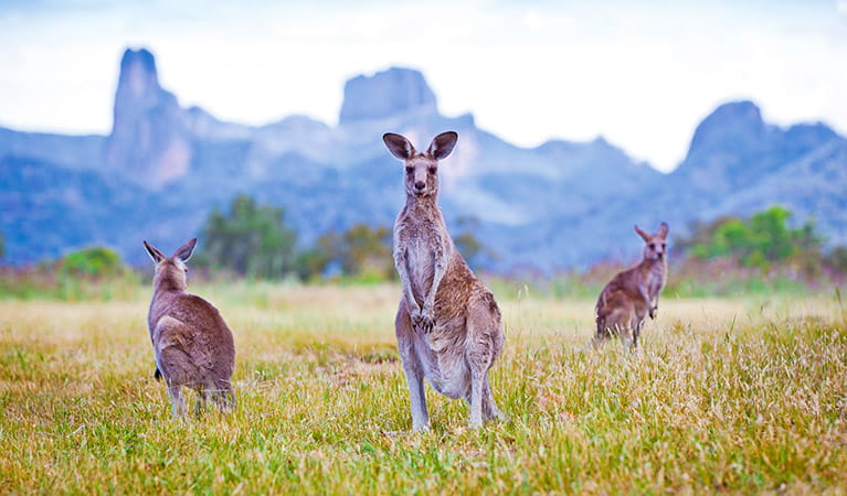 Kangaroos, Warrumbungle National Park. Photo: Rob Cleary