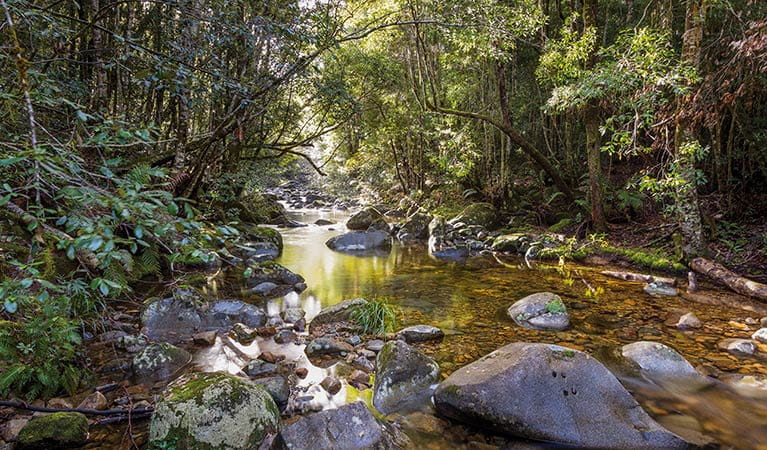 Forest stream on Washpool walk, Washpool National Park. Photo: Rob Cleary
