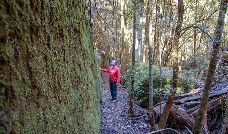 A man enjoys the forest, Watagans National Park. Photo: OEH
