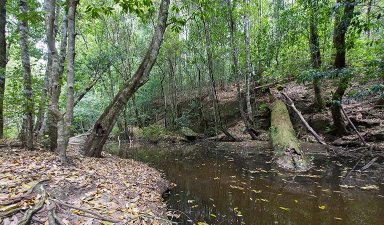 Turners walking track, Watagans National Park. Photo: John Spencer