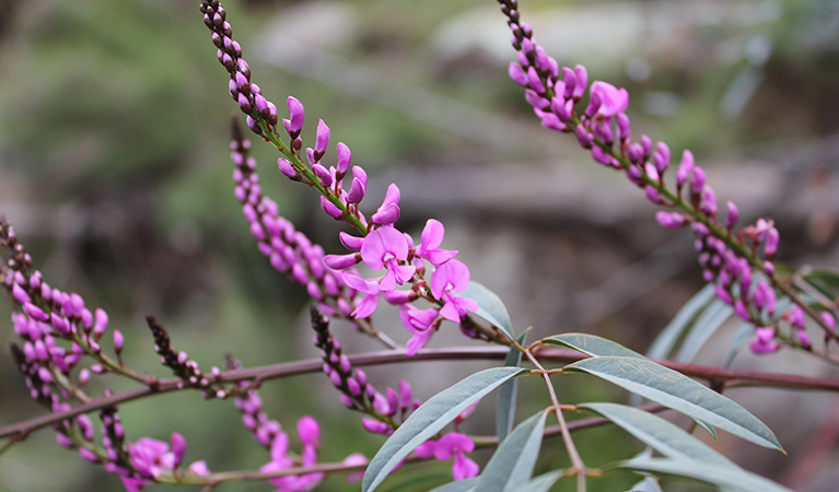 Basin Gully wildflowers, Weddin Mountains National Park. Photo: C Davis