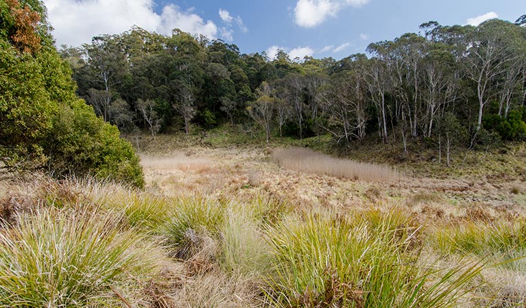 Platypus Pools walk, Werrikimbe National Park. Photo: John Spencer