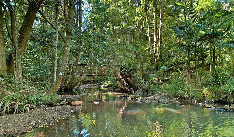 Rummery Creek, Whian Whian State Conservation Area. Photo: John Spencer