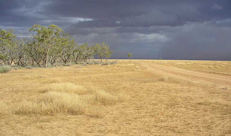 Merton trail, Willandra National Park. Photo: David Egan