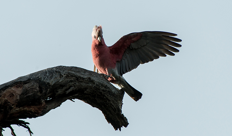 Galah (Eolophus roseicapilla), Willandra National Park. Photo: John Spencer