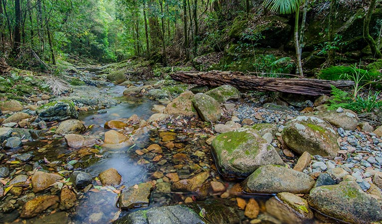 Waterfall walk, Willi Willi National Park. Photo: John Spencer