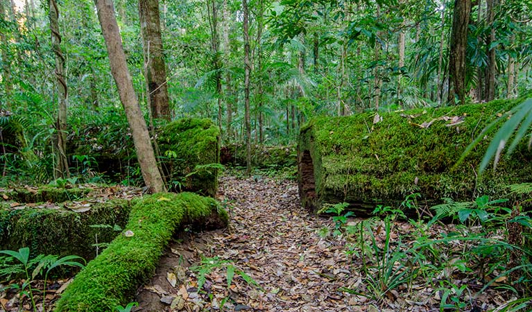 Palm Grove Walk, Willi Willi National Park. Photo: John Spencer