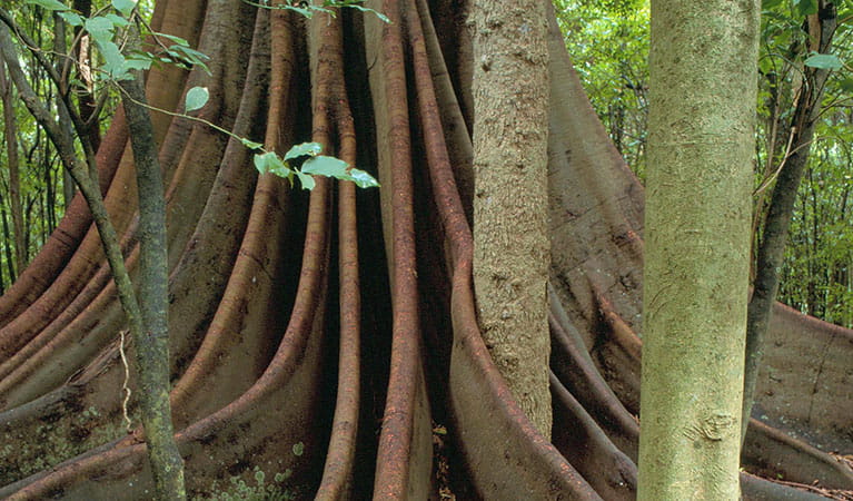Winding tree roots, Wingham Brush Nature Reserve. Photo: OEH
