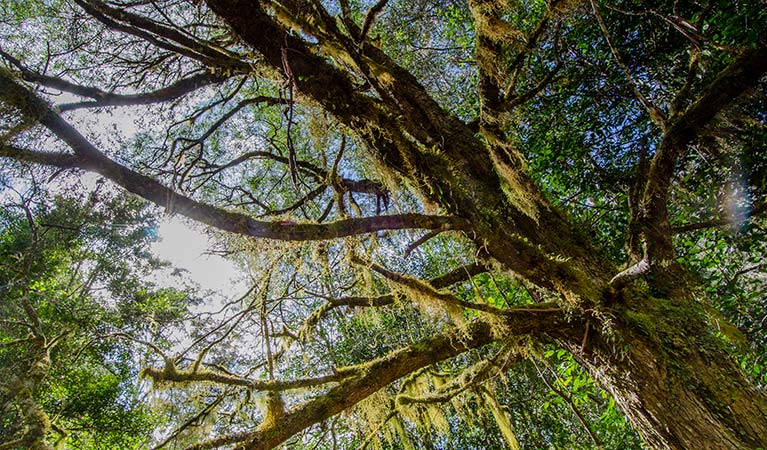 Myrtle scrub, Woko National Park. Photo: John Spencer