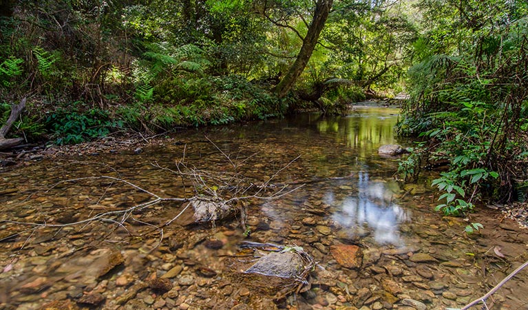 Myrtle scrub, Woko National Park. Photo: John Spencer