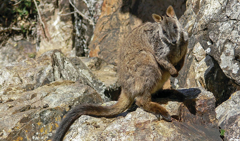 Brush tailed rock wallaby (Petrogale Penicillata), Wollemi National Park. Photo: Ingo Oeland