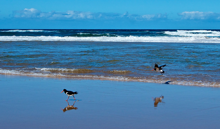 Oyster catches birds on the beach, Worimi Conservation Lands. Photo: John Spencer