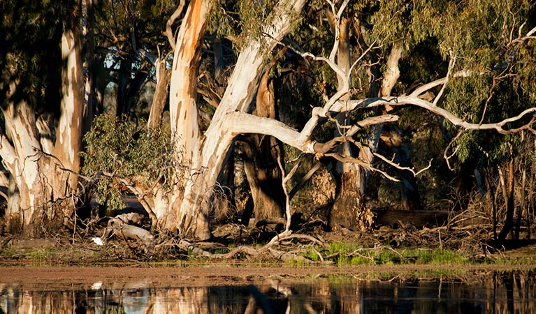 Trees by the water's edge, Yanga National Park. Photo: David Finnegan