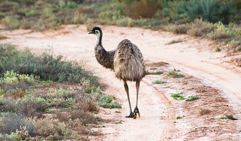 Emu (Dromaius novaehollandiae), Yanga National Park. Photo: David Finnegan