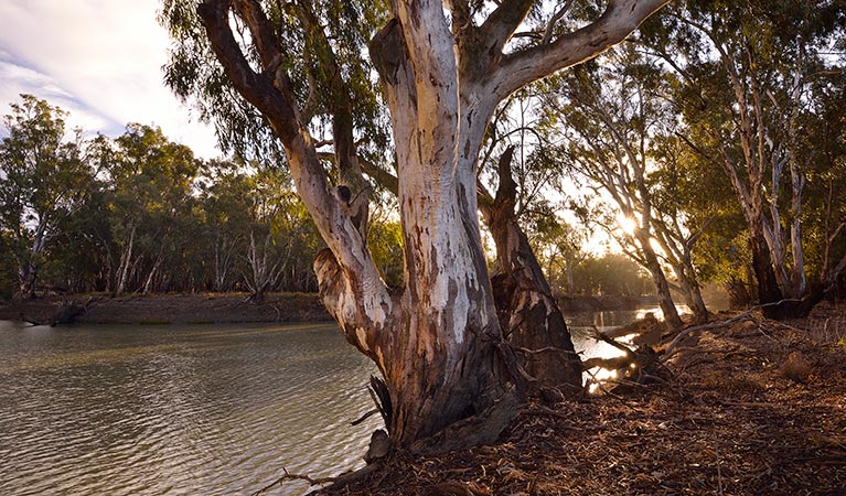 Murrumbidgee River, Yanga National Park. Photo: Gavin Hansford