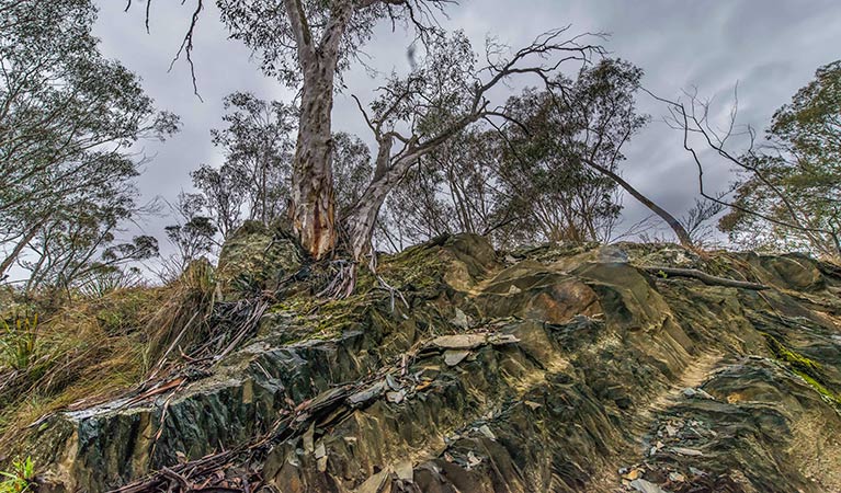 Rocks in the forest, Yanununbeyan State Conservation Area. Photo: John Spencer