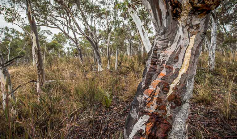  Forest in Yanununbeyan State Conservation Area. Photo: John Spencer