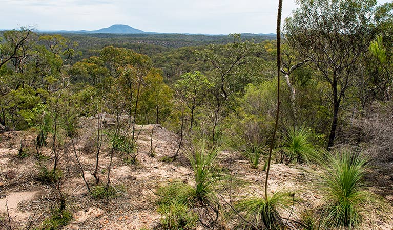 Howes trail, Yengo National Park. Photo: John Spencer