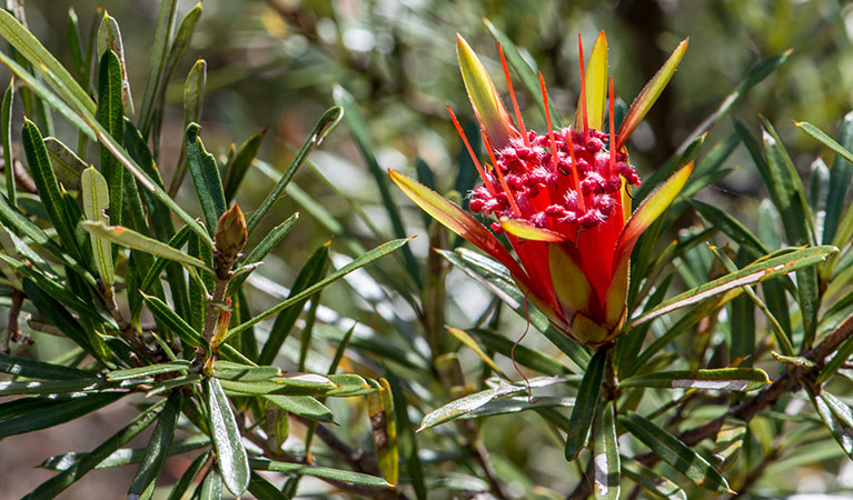 Small flower on the Circuit Flat walking track, Yengo National Park. Photo: John Spencer