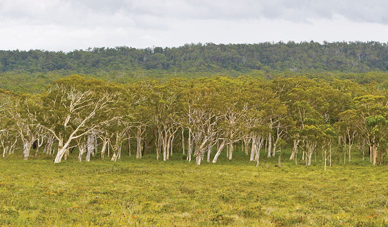 Coastal forests, Yuraygir National Park. Photo: Rob Cleary