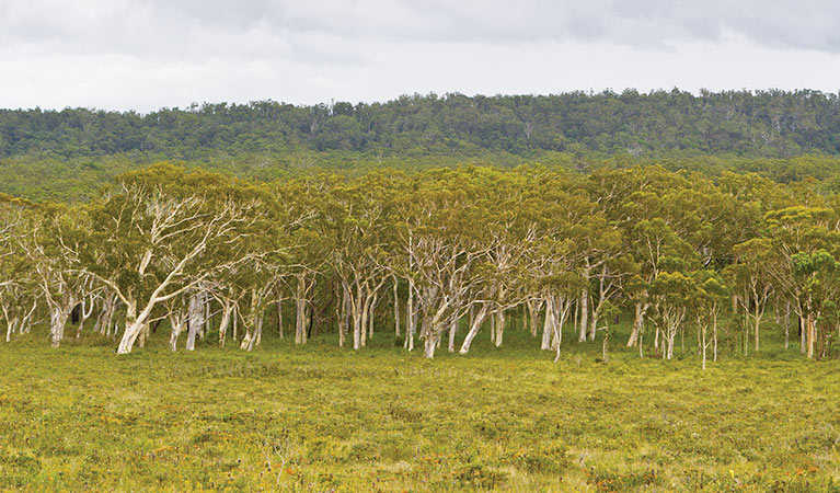 Coastal forests, Yuraygir National Park. Photo: Rob Cleary