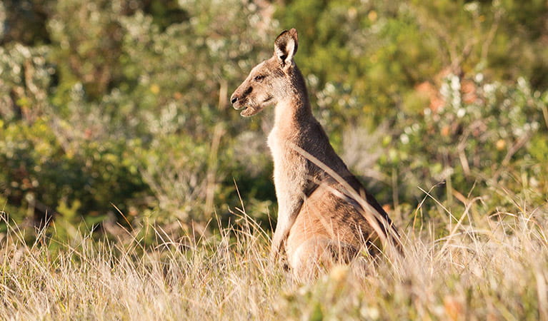 Kangaroo in the grass, Yuraygir National Park. Photo: Rob Cleary