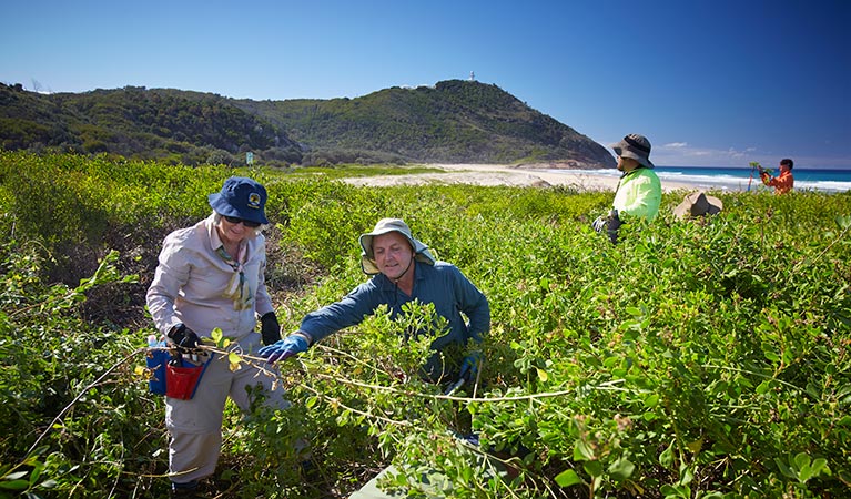 Nature Nomads clearing bitou bush, Arakoon National Park. Photo: Nick Cubbin