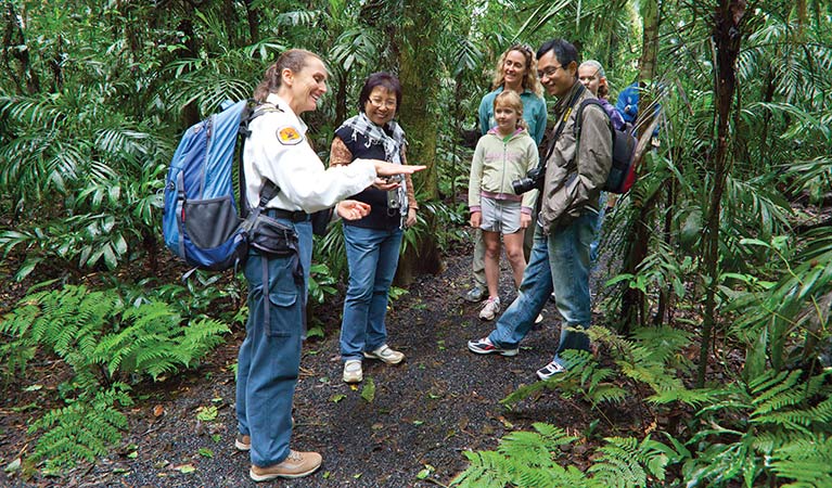 Volunteer guides visitors through rainforest, Dorrigo National Park. Photo: Rob Cleary/Seen Australia
