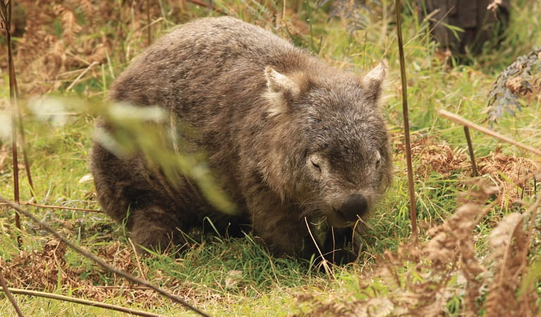 Common wombat. Photo: Steve Townsend