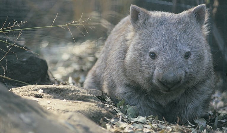 Common wombat. Photo: Simone Cottrell