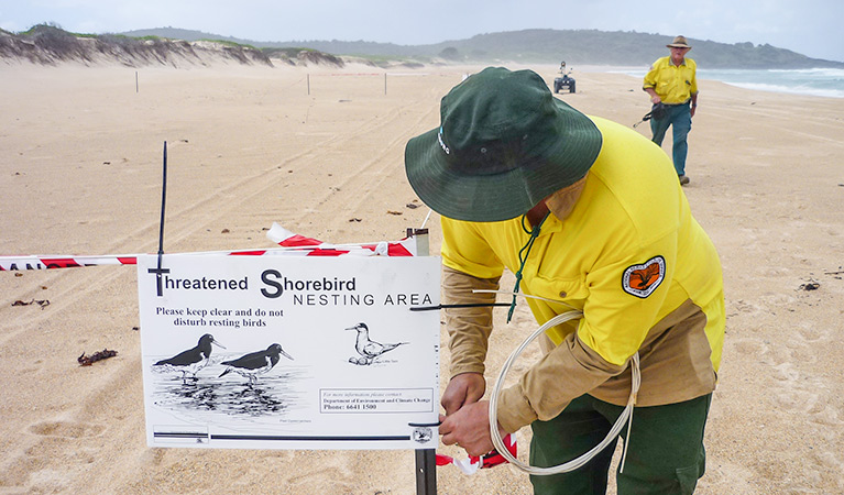Field officer setting nesting area boundary, Bongil Bongil National Park. Photo: D Redman/OEH