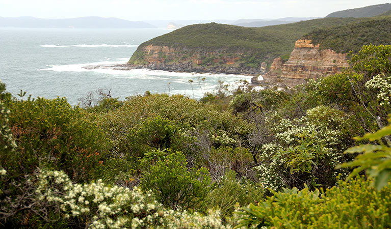 Bouddi vegetation, Bouddi National Park. Photo: J Yurasek/OEH