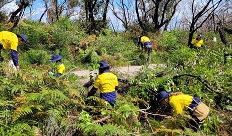 A group of volunteers weeding and doing bush regeneration work on a sunny day in Kamay Botany Bay National Park. Photo: Samuel Woodrow &copy; DPE