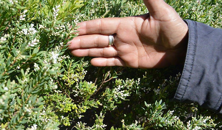 Volunteers participating in bushcare, Coffs Coast Regional Park. Photo: OEH