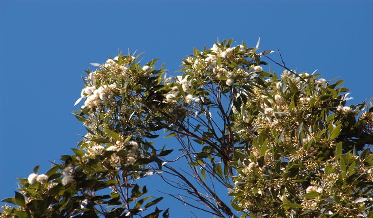Swamp mahogany flowers, Cockle Bay Nature Reserve, Photo: Doug Beckers