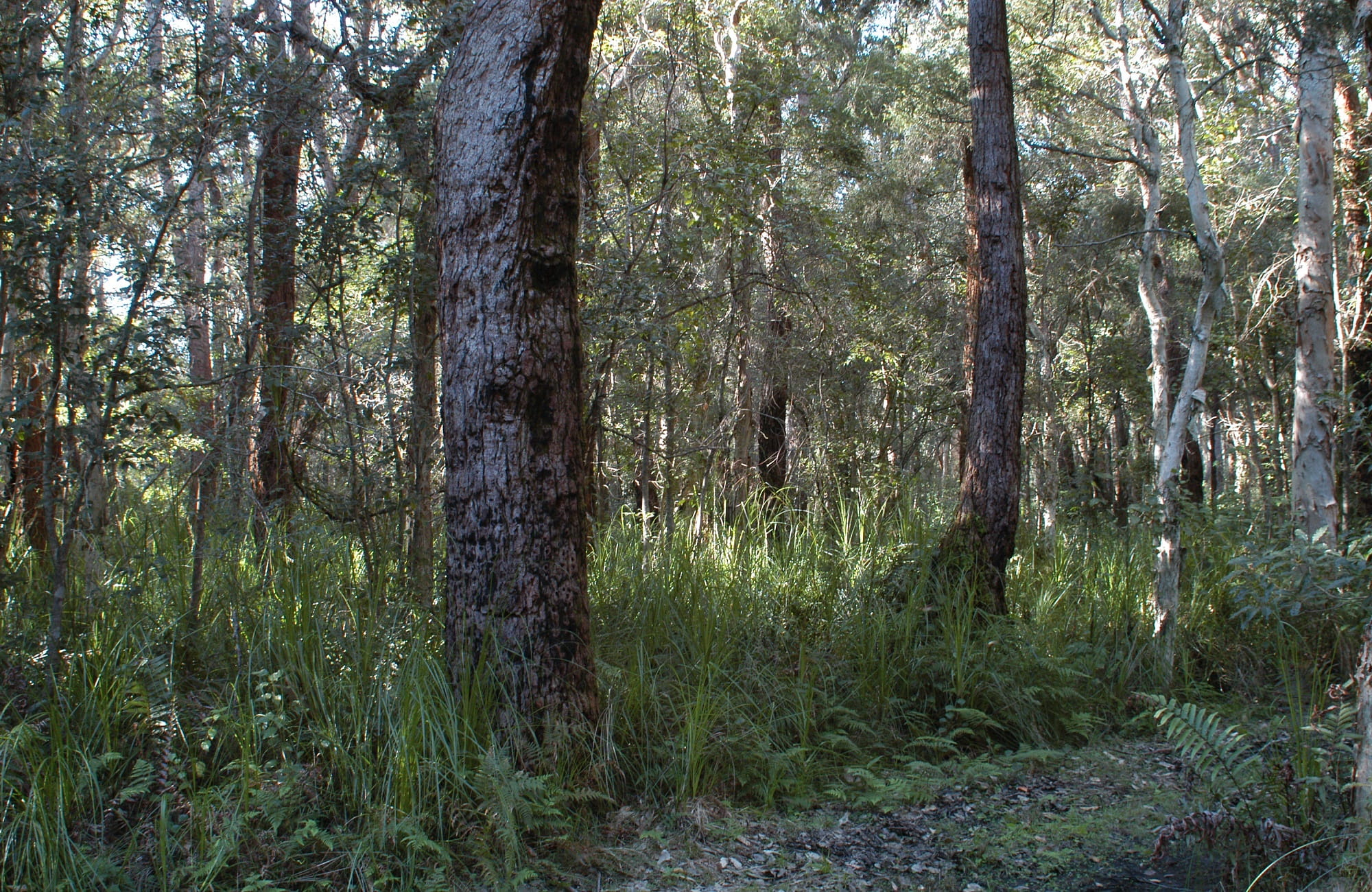 Swamp mahogany forest, Cockle Bay Nature Reserve. Photo: Doug Beckers
